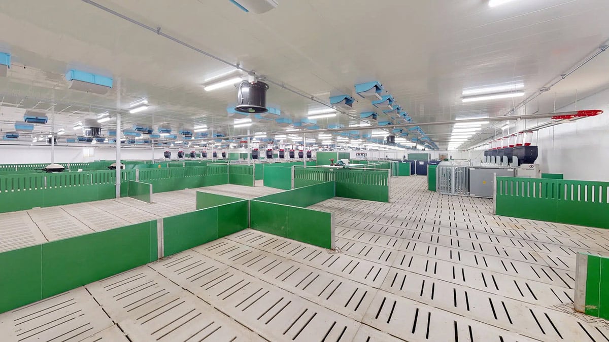 Interior view of a modern hog barn with green pens and slatted floors, equipped with advanced ventilation and feeding systems